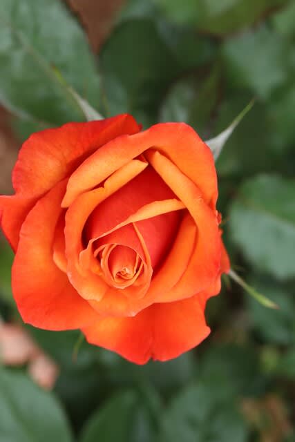 濃いオレンジ色のクラシックなバラ リメンバーミー 春薔薇シリーズ 21 044 野の花 庭の花