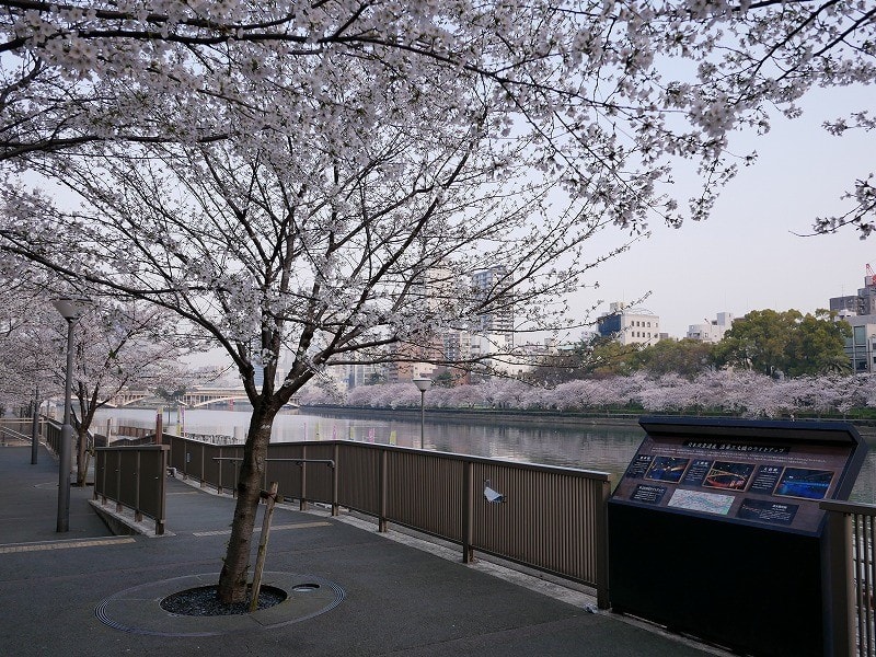 18年南天満公園の桜 ｒｏｓｓさんの大阪ハクナマタタ