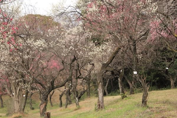 ２月初旬の小石川植物園 ２ 梅園の梅の色々 Granma のデジカメ写真日記