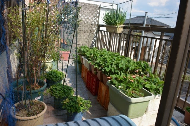 ベランダいちご園 豊作の予感 小さな庭とベランダ菜園の楽しみ I Enjoy Gardening And Growing Vegetables
