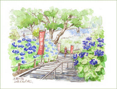 上野公園のアジサイ おさんぽスケッチ にじいろアトリエ 水彩 色鉛筆イラスト スケッチ