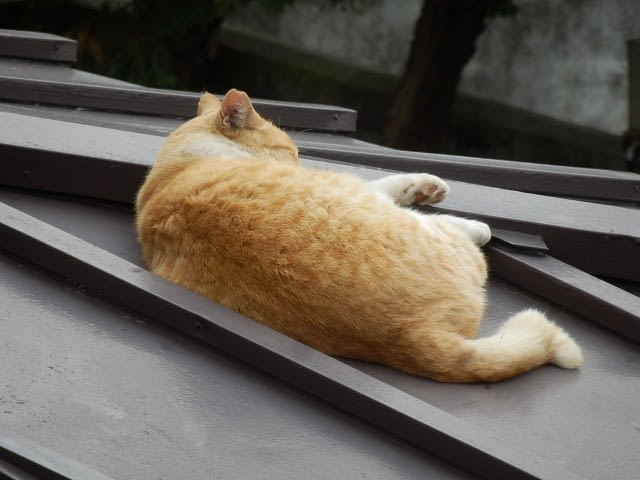 屋根の上そよ風の中眠る猫 川越雑記帳２ 川越見て歩き