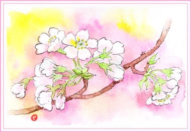 桜の花 4種類 おさんぽスケッチ にじいろアトリエ 水彩 色鉛筆イラスト スケッチ