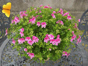 花と蝶 坊守のたわごと 花と蝶 坊守のたわごと