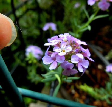 庭の花 6月 モロッコナズナ ラムズイヤー スイセンノウ サルビアガラニチカ 他 花と徒然なるままに