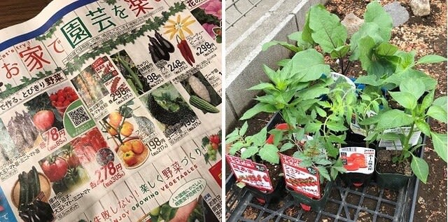 夏野菜の苗の植え付け おーちゃんの 目指せ 日本２００名山 そして最近 いい加減な家庭菜園