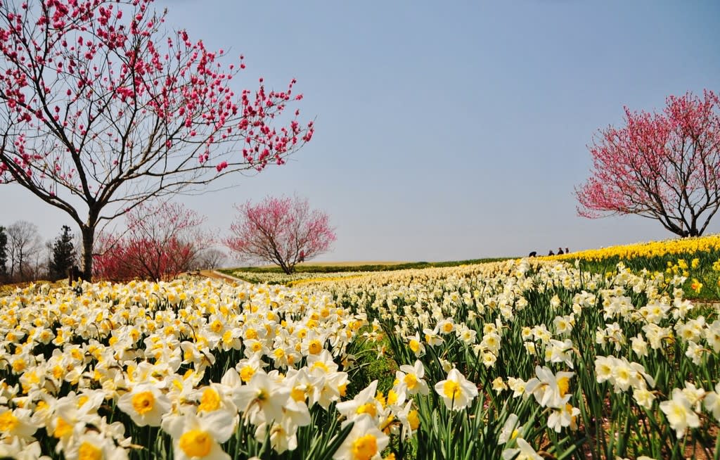 過去の写真 春の花風景その２ 綺麗な写真 日々出来事
