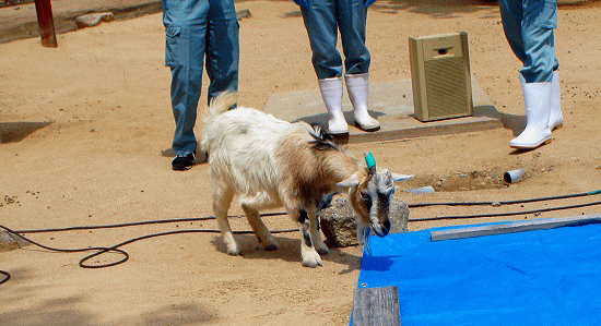 羊の毛刈りショー 王子動物園 健康自由メモ 高齢者の健康メモ 羊の毛刈りショー 王子動物園 健康自由メモ 高齢者の健康メモ