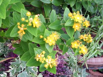 5 7 エリア２ ヒペリカムの黄色い花 ｎｉｗａ ｎｉｈａ ｈａｎａ 庭には花