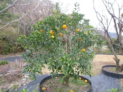 柑橘類の剪定 チコちゃんの別荘ライフ