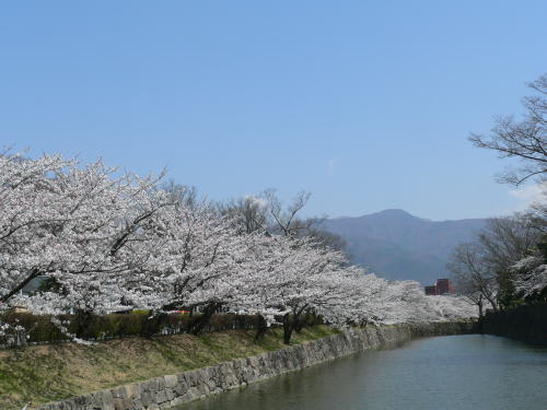 松本城の桜　2007/4/12