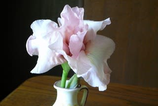 ジャーマンアイリス、先日開花寸前の蕾を折ってしまい花瓶に生けたらちゃんと咲いてくれました