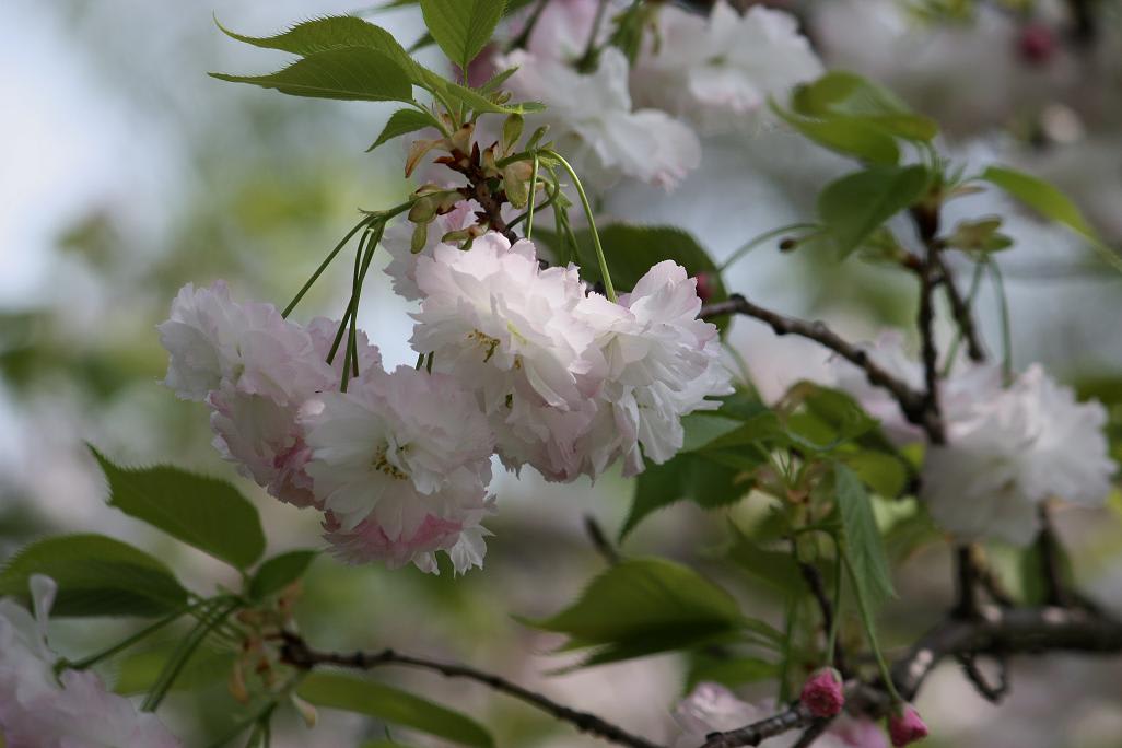 こんな花が咲いてた・・・の画像