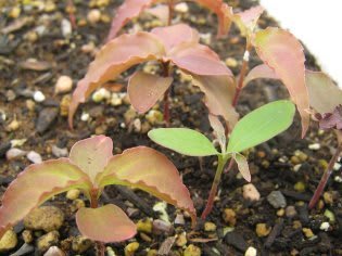 ヤマボウシの芽が出た 行縢探検倶楽部