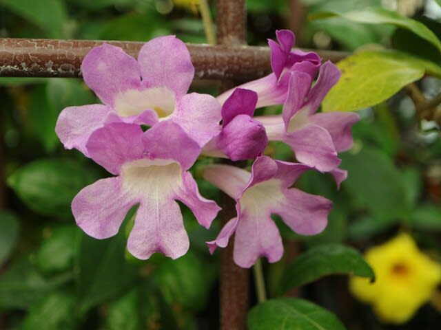 淡い紫色の花が華麗に咲く ニンニクカズラ 熱帯植物シリーズ 23 野の花 庭の花