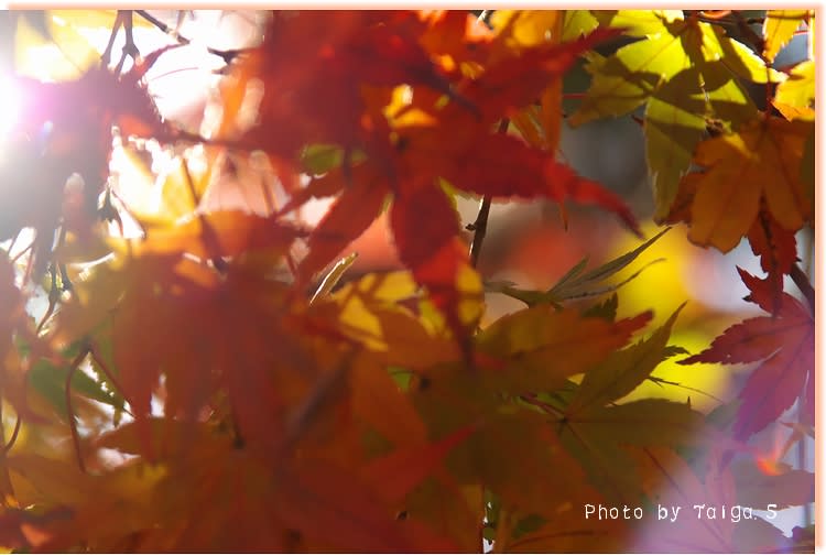 光の中の秋　神奈川県横浜市中区・関内の日常風景写真