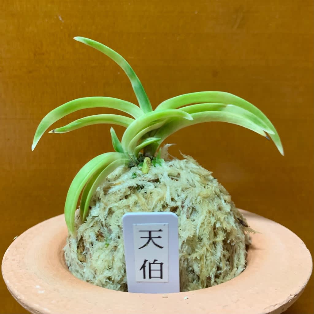 富貴蘭　天伯 富貴蘭 天伯 - メルカリ