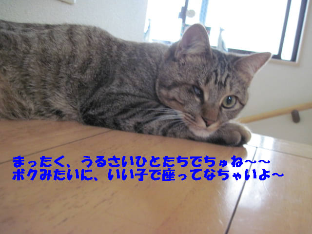イメージ 6
