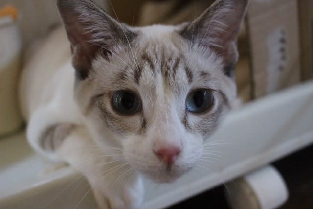 小脳障害の子猫の香る 静岡県焼津市の猫のボランティア団体 ネコ会 の代表ブログ 気ままに にゃん 小脳障害の子猫の香る 静岡県焼津市の猫のボランティア団体 ネコ会 の代表ブログ 気ままに にゃん