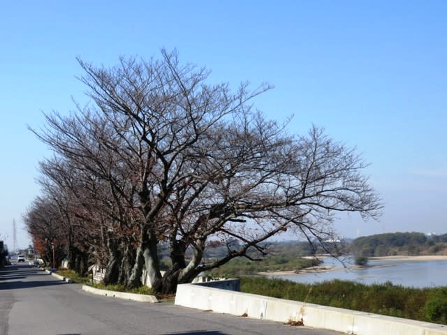 名木2・3号を見にの画像