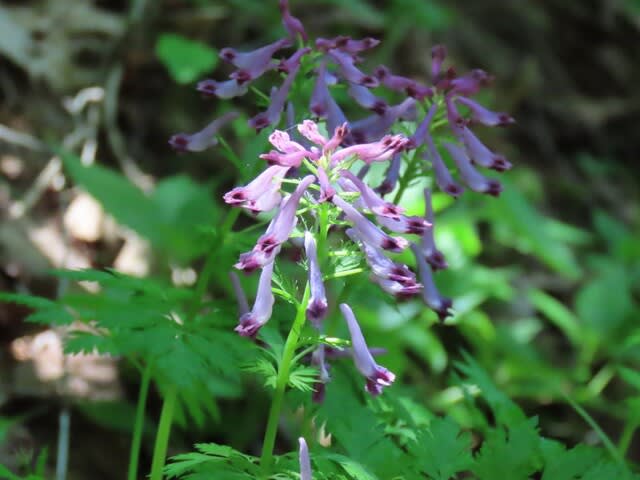 高ボッチ高原・鉢伏山で最近咲いている花　ムラサキケマン（紫華鬘）