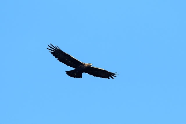 伊吹山のイヌワシ飛翔シーン 別画像アップ 野鳥と野鳥写真 観察と展示