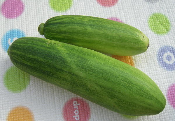 新種のズッキーニ リッチーナ おいしい野菜をつくろう