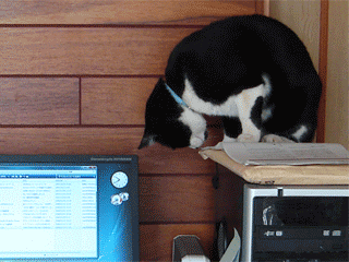 08年2月のブログ記事一覧 猫のおもてなし 08年2月のブログ記事一覧 猫のおもてなし