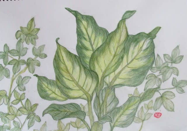観葉植物 ひろ子の絵手紙 絵画日記