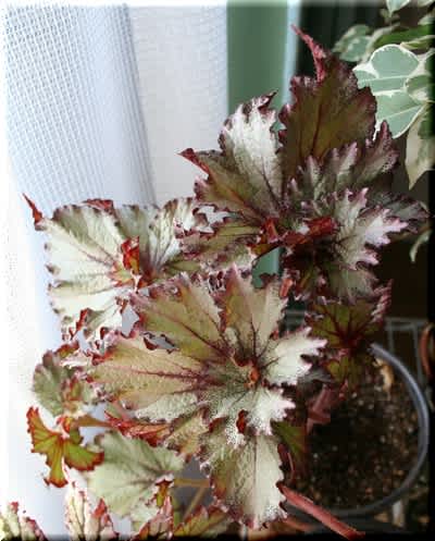 レックスベゴニア わすれんぼ