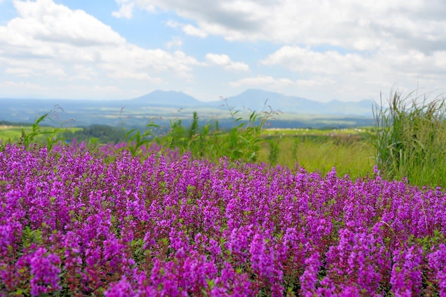 前回記事 高原に咲く 赤紫の花は ミソハギ でした 延岡の山歩人ｋ