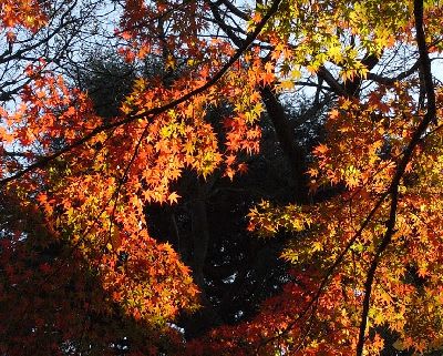 ドウダンツツジの赤い紅葉