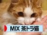 にほんブログ村 猫ブログ MIX茶トラ猫へ