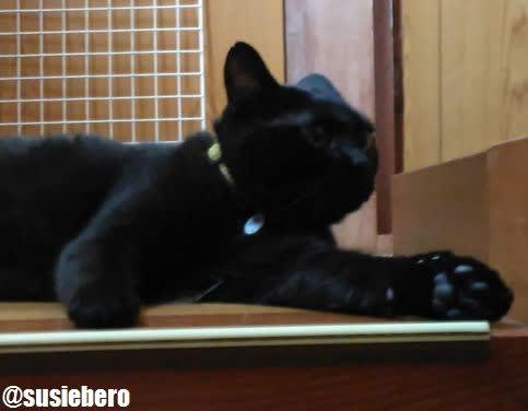 首輪ハゲ Susiebero Blog編