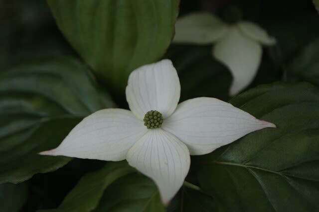 白の四弁の花がおしゃれな「ヤマボウシ」（春の花 21-97） 野の花 庭の花