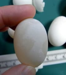尻尾から卵 4 クサガメと一緒に 尻尾から卵 4 クサガメと一緒に