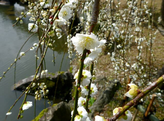 天守閣入口近くには枝垂れ白梅が咲いていた