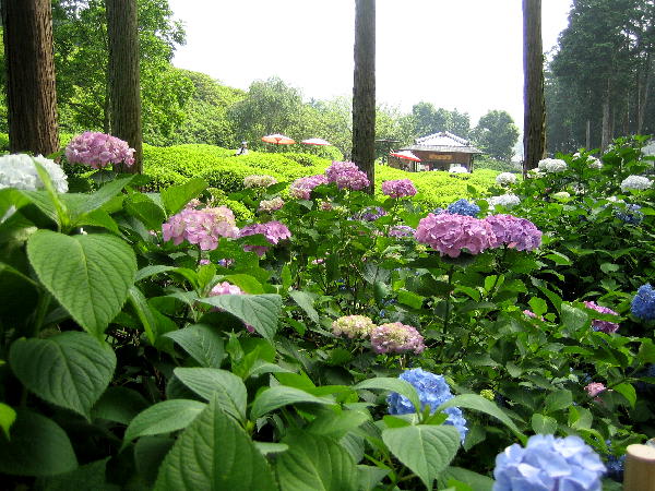 花の茶屋