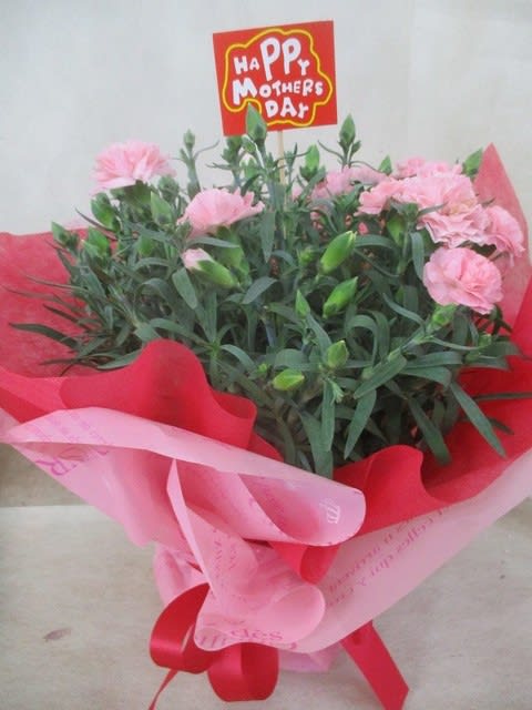 カーネーション５寸鉢を入荷致しました 母の日プレゼント用 神奈川県 茅ケ崎市の花屋 さんこう生花店 のgooブログ