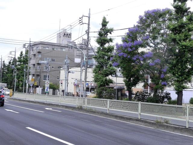 ジャカランダ 蒲田 1 東京都 大田区環状8号線脇 春夏秋冬 花 Mikio