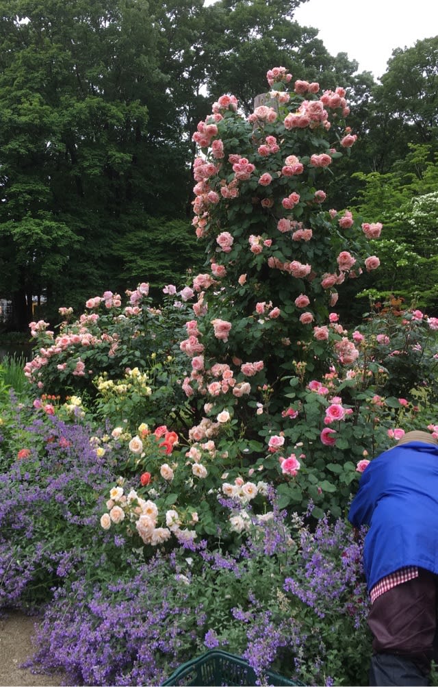 2019年6月のブログ記事一覧 ノンノの庭のお花達