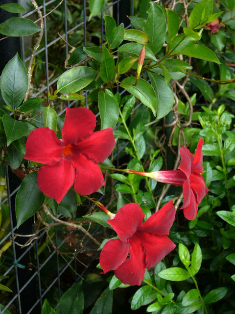 マンデビラ サンパラソル ふじこーの 写真が気になる マンデビラ サンパラソル ふじこーの 写真が気になる