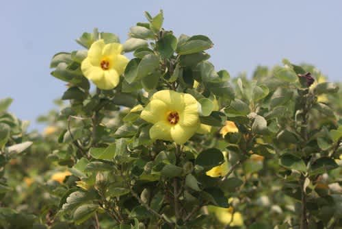 南の国 女神の忘れ物のような黄色い花 はまぼう 浜朴 の咲く浜で 花酒と旅の空 40 森の空想ブログ 南の国 女神の忘れ物のような黄色い花 はまぼう 浜朴 の咲く浜で 花酒と旅の空 40 森の空想ブログ