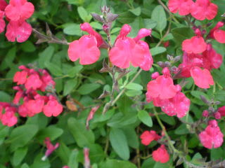 チェリーセージ 我が家の庭の花