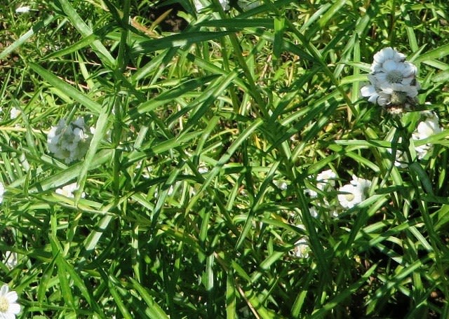 北海道の花 エゾノコギリソウ 井伊影男の植物観察