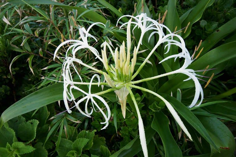 足摺岬 浜木綿の花 どこか遠くへ 足摺旅日記