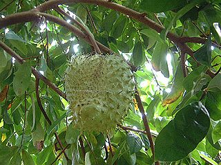 トゲバンレイシを食べました 熱帯果樹写真館ブログ