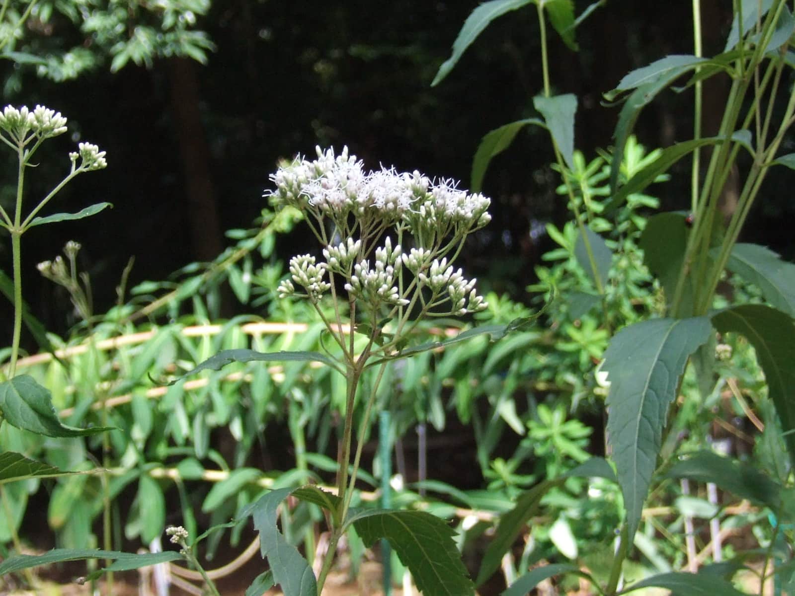 フジバカマ 藤袴 季節の花
