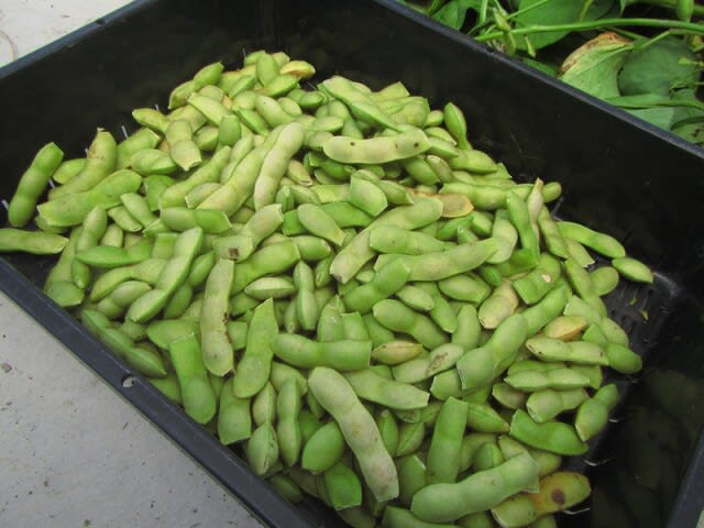 枝豆」のブログ記事一覧-大好き！野菜の時間