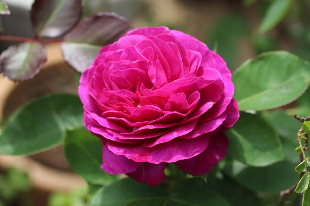 バラ 赤紫のシャクヤク咲き お庭の出来事２ つづきです